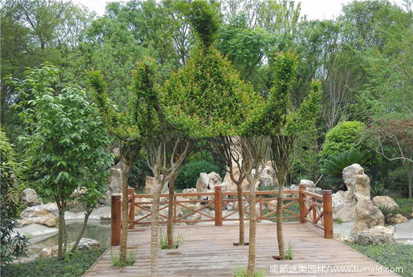 紫薇六角亭 紫薇六角亭